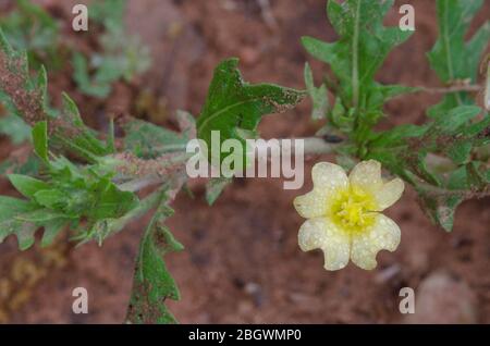 Cutleaf Evening Primrose, Oenothera laciniata, with raindrops Stock Photo