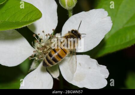 Honey Bee, Apis mellifera, foraging on Blackberry, Rubus sp., blossom Stock Photo