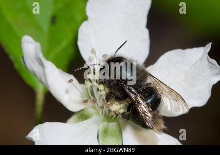 Blue Orchard Bee, Osmia lignaria, foraging on Blackberry, Rubus sp., blossom Stock Photo