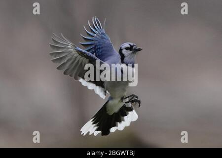 Flying blue jay Black and White Stock Photos & Images - Alamy