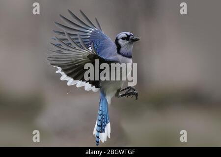 Blue Jay closeup in flight with beautiful colours Stock Photo - Alamy