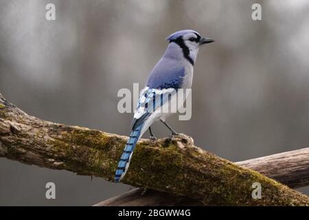 Blue Jay closeup in flight with beautiful colours Stock Photo - Alamy