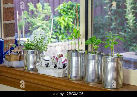 vegetable seedlings growing in reuse tin cans on window ledge, raised garden behind. Self sufficiency at home, save money and recycle Stock Photo