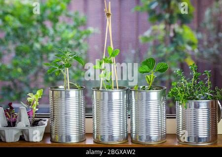 Close up of vegetable seedlings growing in recycle tin cans and egg box on window ledge, raised garden behind. Self sufficiency at home, save money Stock Photo