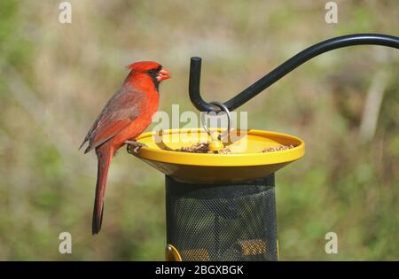 A male red cardinal eating seeds on the bird feeder Stock Photo