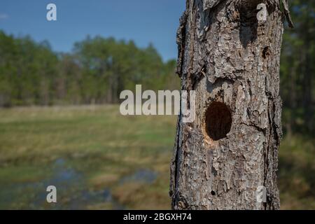woodpecker hole in pine tree snag. Near wetland in forested area. Stock Photo