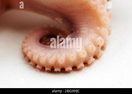 Close-up of Octopus tentacle with suckers (macro) Stock Photo