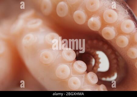 Close-up of Octopus tentacle with suckers (macro) Stock Photo