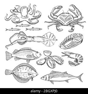 Hand drawing vector illustrations of sea food for restaurant menu. Seafood sketch animal and lobster, vintage hand drawn octopus and mussel, squid and Stock Vector