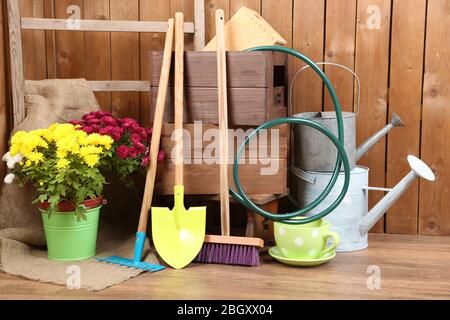 Chrysanthemum bush in pot, tools for gardening on wooden wall background Stock Photo