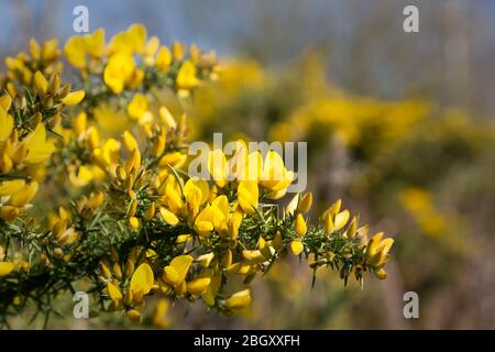 Bright yellow gorse flowers and thorns, close up - ulex Stock Photo