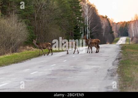 a small family of deer has come out on the road and is watching to see if anyone is approaching so that the other deer hiding in the forest can cross Stock Photo