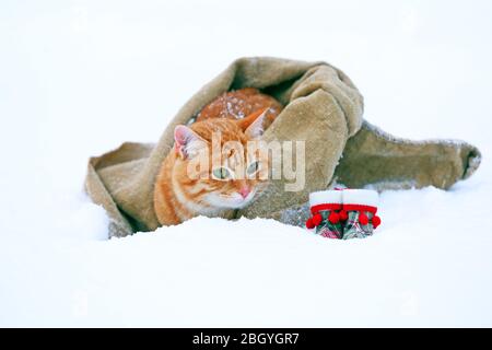 Cute red cat with Santa hat wrapped in blanket on snow background Stock Photo