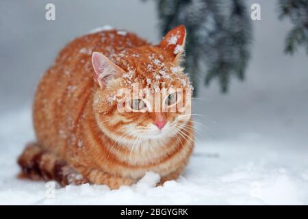 Beautiful red cat under fir tree on white snow background Stock Photo