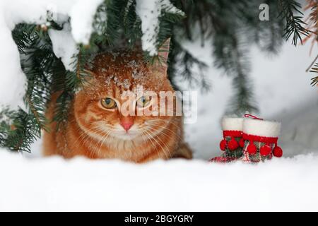 Beautiful red cat under fir tree on white snow background Stock Photo