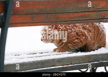 Red cat on bench in park on snowfall background Stock Photo