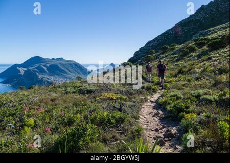 Cape Town, Western Cape, South Africa is a hiker and outdoorsman's dream with access to  trails through fynbos in Table Mountain National Park. Stock Photo
