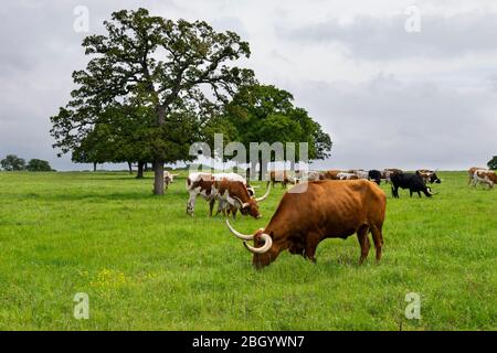 A large, orange brown, Longhorn bull with long, curved horns grazing on the lush, green grass while other cattle graze in the pasture behind him. Stock Photo