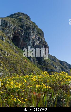 Cape Town, Western Cape, South Africa is a hiker and outdoorsman's dream with access to  trails through fynbos in Table Mountain National Park. Stock Photo