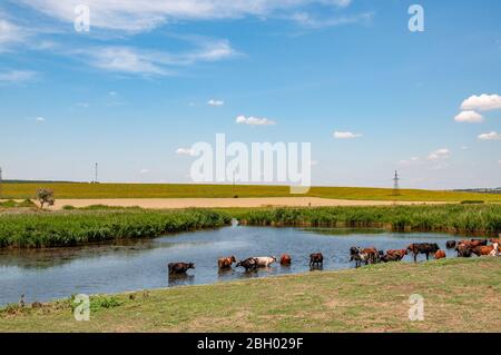 Summer pasture landscape of lake and herd of cows grazing and drinking water from river overgrown by fresh green reeds. Livestock farming in countrysi Stock Photo