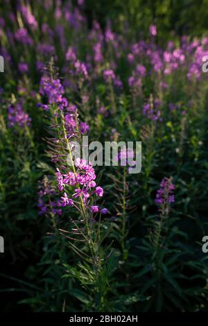 Blooming Chamerion angustifolium or rosebay willowherb, or great willowherb. Fireweed leaves can be used as fermented tea. Stock Photo