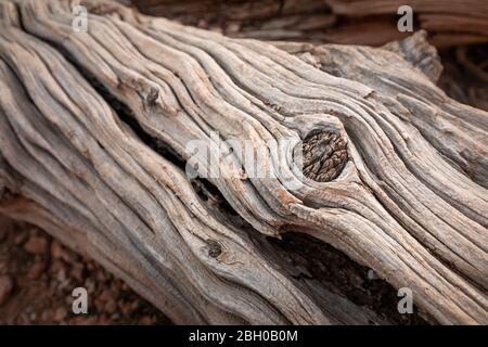 Close up shot of an old dead twisted tree trunk with a large node Stock Photo