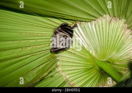 bat  are sleeping in palm tree on the ceiling period midday Stock Photo