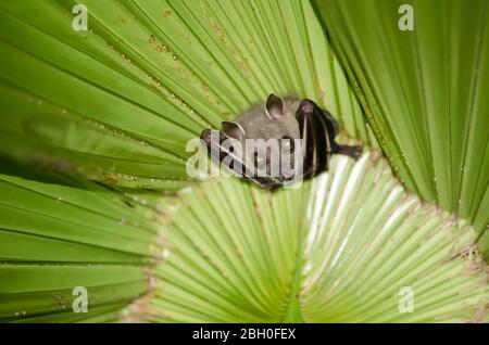 bat  are sleeping in palm tree on the ceiling period midday Stock Photo