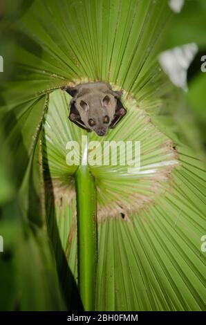 bat  are sleeping in palm tree on the ceiling period midday Stock Photo