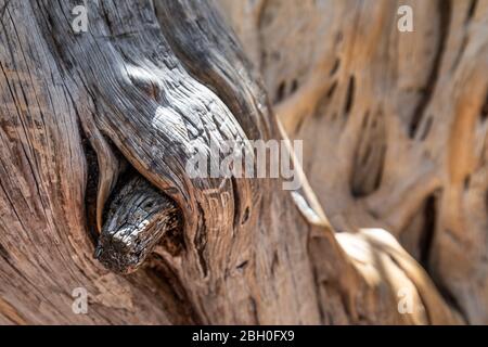 Close up of the twisted texture on the surface of an old tree trunk, with a knot in the foreground and a second branch in the background Stock Photo