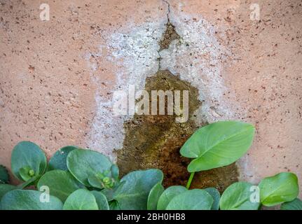 Green plants flourish at a water leak in a stone water container image in horizontal format Stock Photo
