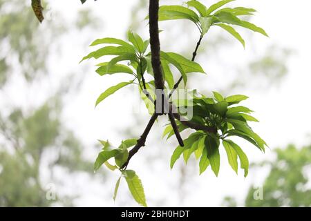 Mango tree bloom new leaves in the spring Stock Photo