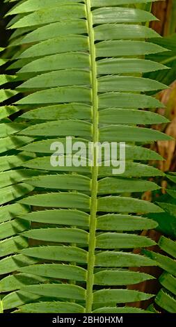 Green nature background of long thin tropical fern plant leafs arranged perpendicular and symmetrical left and right from the stem Stock Photo