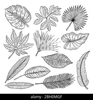 Tropical leaves and plants. Vector hand drawing pictures isolate. Illustration of tropical leaf palm Stock Vector
