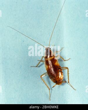 Banded Cockroach (Supella longipalpa) adult household pest Stock Photo