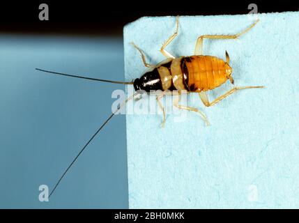 Banded Cockroach (Supella longipalpa) nymph of  household pest Stock Photo