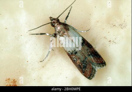 Indian meal moth or mealmoth (Plodia interpunctella) moth of storage pest in store Stock Photo