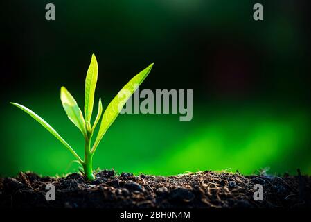 The Sapling are growing from the soil with sunlight Stock Photo