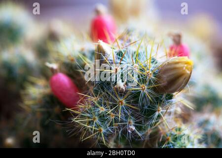 Yellow flower and red fruits of Mammillaria elongata. Close up of a small Cactus in a pot with flowers. Ladyfinger cactus. Shallow depth of field Stock Photo