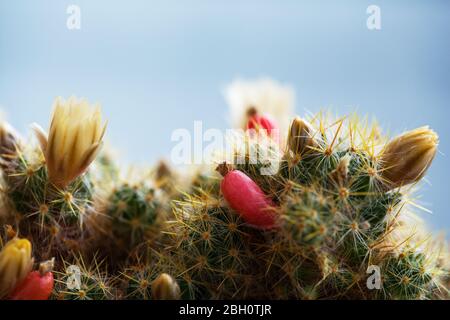 Yellow flower and red fruits of Mammillaria elongata. Ladyfinger cactus. Close up of a small Cactus in a pot with flowers. Mammillaria proliferat. Stock Photo