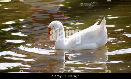 White Domestic Duck in Lake Pond Water Stock Photo