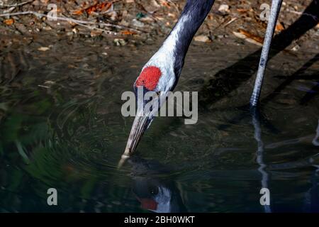 gray crowned crane with beak in water Stock Photo