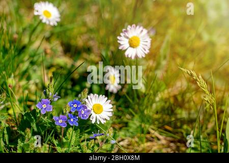 pretty little wild flowers daisy forget me not in the grass Stock Photo