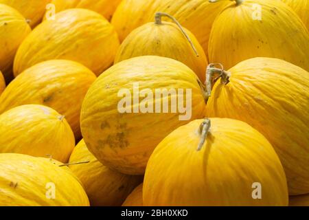 Collection of fresh yellow melons Stock Photo