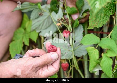 Rubus idaeus fruit, red raspberry, european raspberry, male hand picking fruit, holding in hand, close up in garden Stock Photo