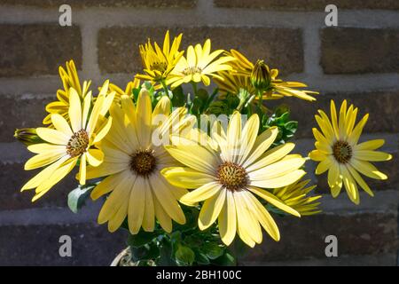 Fresh bunch of yellow or lemon colored African daisy flowers (Osteospermum) Stock Photo