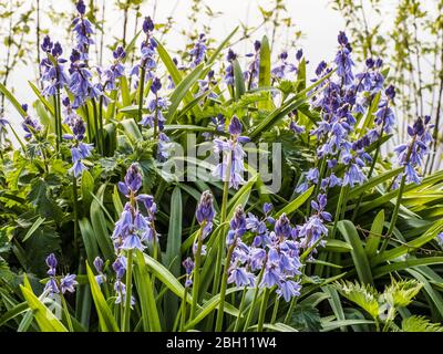Bluebell Woods in the early morning sun. Stock Photo