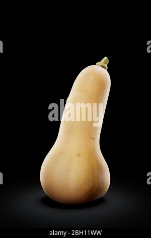 Butternut squash close-up in dark moody light. Painted with light. Fine art Stock Photo
