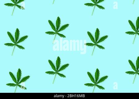 Pattern made from hemp leaf isolated on blue background. Flat lay style. Stock Photo