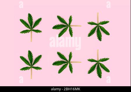 Pattern made from hemp leaf isolated on pink background. Flat lay style. Stock Photo